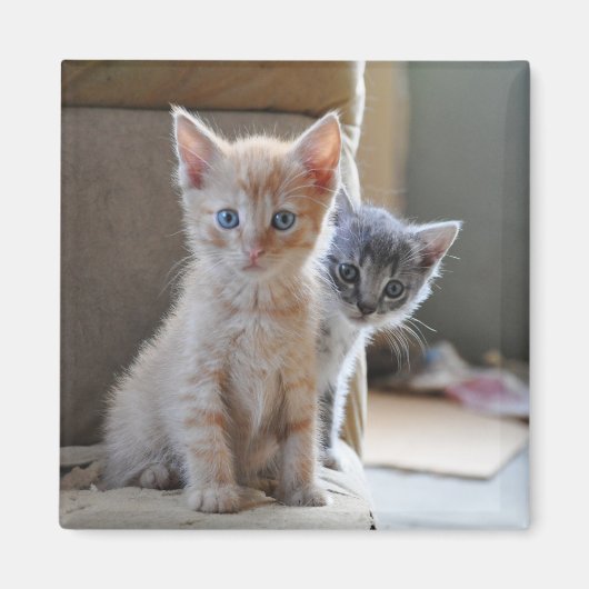 Aimant Kittens de Curious (Devant)