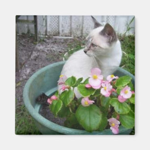 Aimant Kittie et pot de fleur