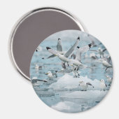 Aimant Kittiwakes volant (Recto/Verso)