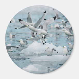 Aimant Kittiwakes volant
