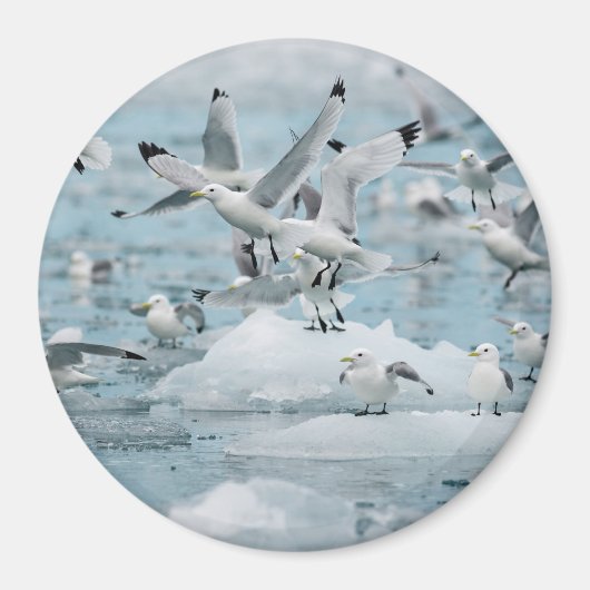 Aimant Kittiwakes volant (Devant)