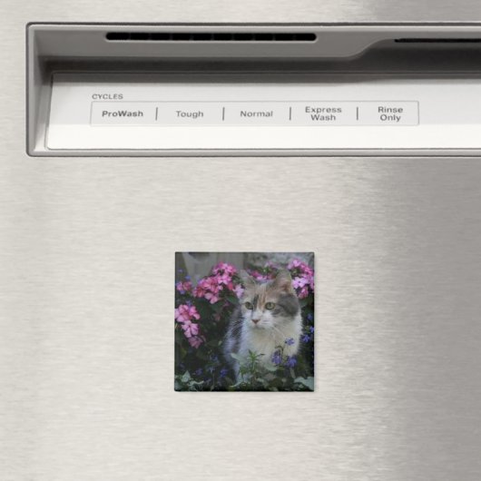 Aimant Kitty (In Situ (Lave-vaisselle))