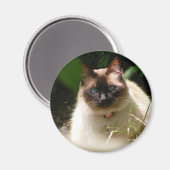 aimant kitty (Recto/Verso)