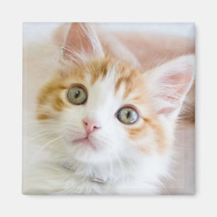 Aimant Kitty observé par bleu doux