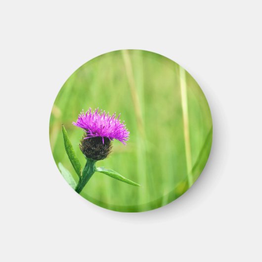 Aimant Knapweed (Devant)