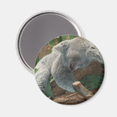Aimant Koala (Recto/Verso)