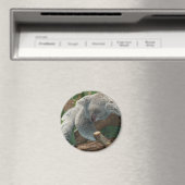 Aimant Koala (In Situ (Lave-vaisselle))