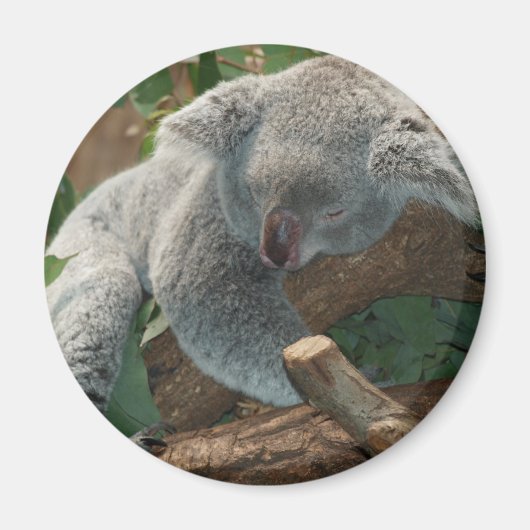Aimant Koala (Devant)