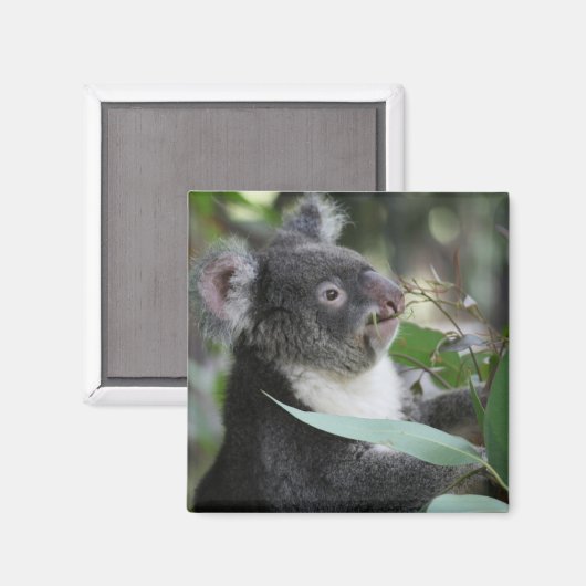 Aimant Koala (Recto/Verso)