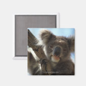 Aimant koala (Recto/Verso)