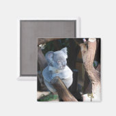Aimant Koala (Recto/Verso)