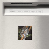 Aimant koala1 (In Situ (Lave-vaisselle))