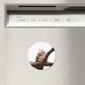 Aimant Koala Bear (In Situ (Lave-vaisselle))