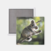 Aimant Koala Bear (Recto/Verso)