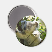 Aimant Koala bébé incroyablement mignon dans un arbre (Recto/Verso)