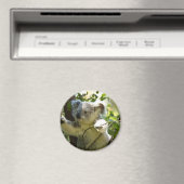 Aimant Koala bébé incroyablement mignon dans un arbre (In Situ (Lave-vaisselle))
