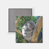 Aimant Koala dormant dans l'arbre (Recto/Verso)