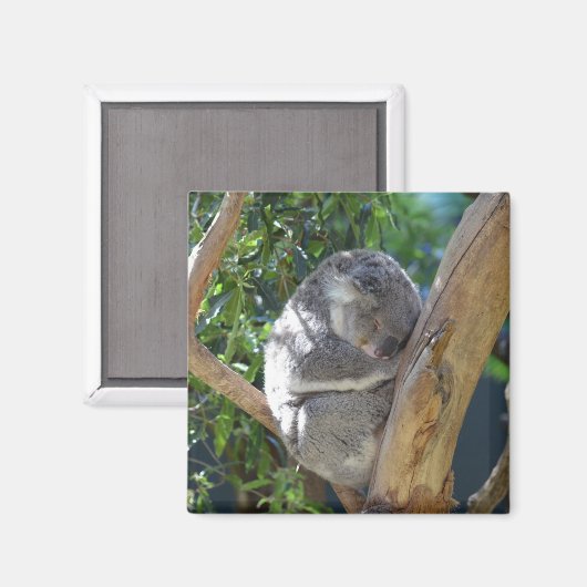 Aimant Koala dormant dans l'arbre (Recto/Verso)