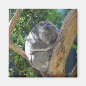 Aimant Koala dormant dans l'arbre (Devant)