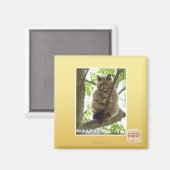Aimant Koala Kitteh (Recto/Verso)