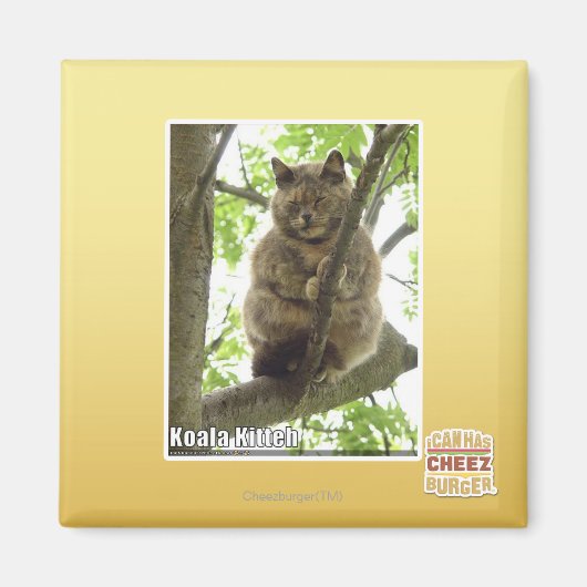 Aimant Koala Kitteh (Devant)