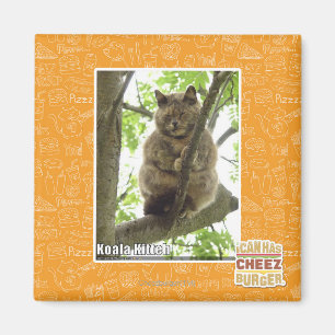 Aimant Koala Kitteh