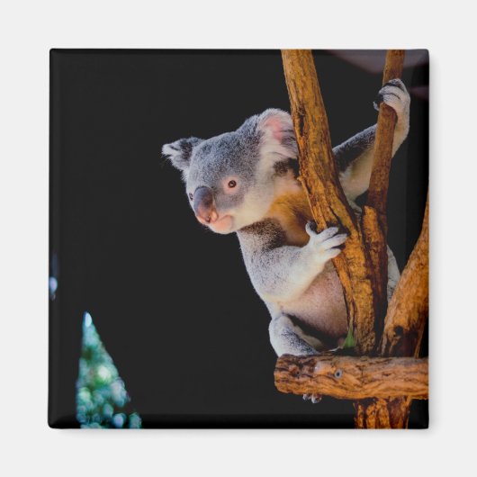 Aimant Koala mignon dans un arbre gris (Devant)