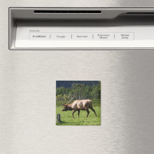 Aimant Kodiak, Alaska Elk Photo extérieure Conçu (In Situ (Lave-vaisselle))