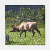 Aimant Kodiak, Alaska Elk Photo extérieure Conçu (Devant)
