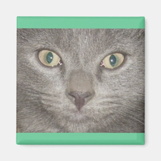 Aimant Kohl Grey Kitty Face (Devant)