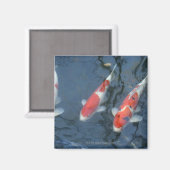 Aimant Koi carpe dans l'étang, vue en grand angle (Recto/Verso)