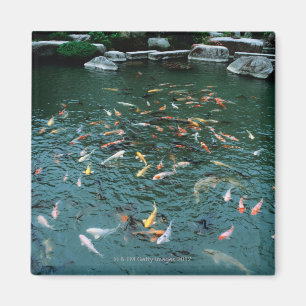 Aimant Koi dans un étang