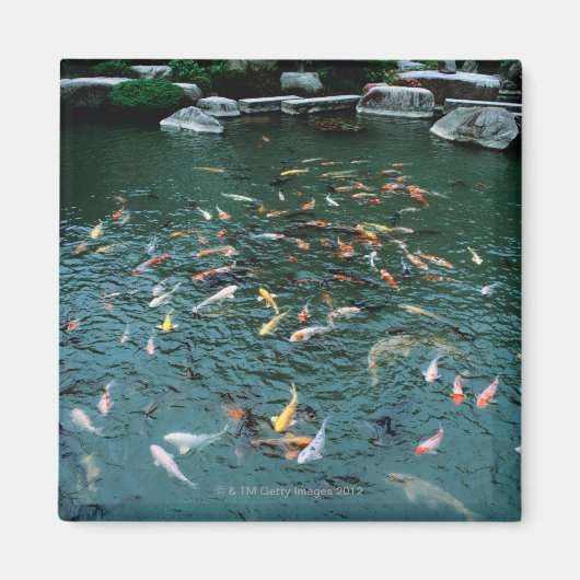 Aimant Koi dans un étang (Devant)