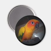 Aimant kojo la conure solaire - Customisée (Recto/Verso)