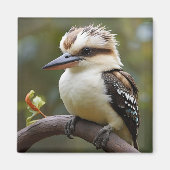 Aimant Kookaburra (Devant)