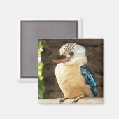 Aimant Kookaburra (Recto/Verso)