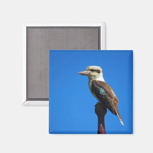 Aimant kookaburra (Recto/Verso)