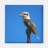 Aimant kookaburra (Devant)