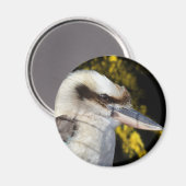 Aimant Kookaburra, aile bleue australienne, (Recto/Verso)