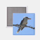 Aimant Kookaburra australien (Recto/Verso)