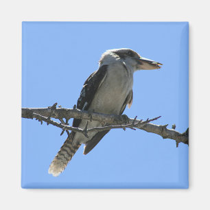 Aimant Kookaburra australien