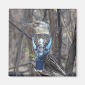 Aimant Kookaburra Bird (Devant)