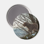 Aimant Korthals Griffon - Tsjip pointant (Recto/Verso)