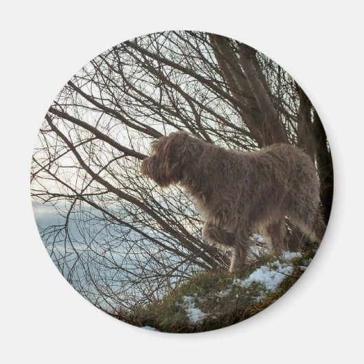 Aimant Korthals Griffon - Tsjip pointant (Devant)