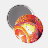 Aimant Kumquats agrumes oranges aquarelles fruits art (Recto/Verso)