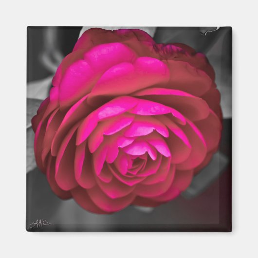 Aimant La Camélia rose (Devant)