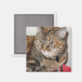 Aimant La cannelle du chat (Recto/Verso)