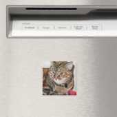 Aimant La cannelle du chat (In Situ (Lave-vaisselle))