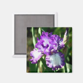 Aimant La chanson de Jessie (Recto/Verso)