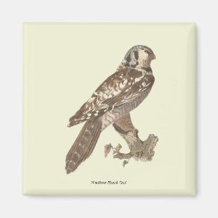 Aimant La Chouette du Nord (Surnia ulula) Image d'oiseau